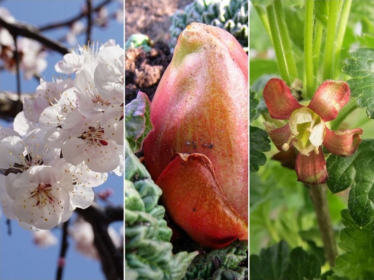 Február a kertben – zöldségek, gyümölcstermő növények gondozása
