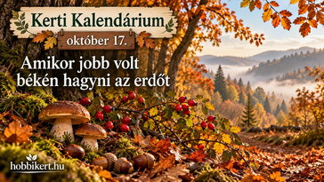 Október 17. Amikor jobb volt békén hagyni az erdőt
