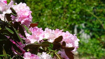 Ketaba havasszépe – az örökzöld, amelyik nem szereti a kompromisszumokat