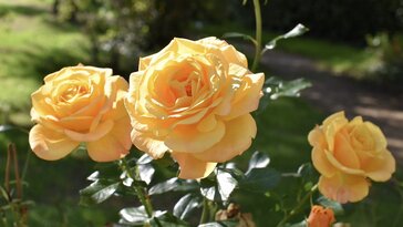 5 tipp a rózsák ápolásához a nyár közepén