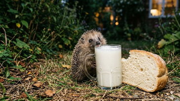 Tejet tettél ki a sünnek? A legtöbben segíteni akarnak, mégis itt rontják el a legjobban