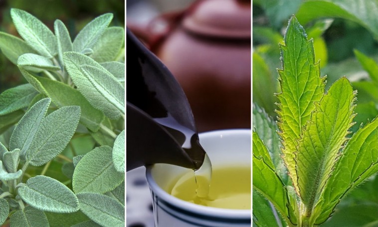 5 nélkülözhetetlen gyógynövény a kertbe, amiből saját teát készíthetünk!