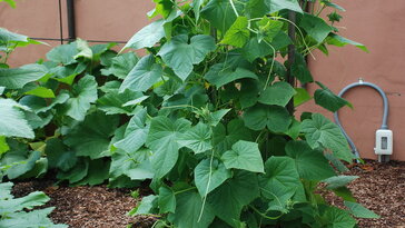 Földcsere nélkül frissíthető ágyások – a talajforgatás alternatívái