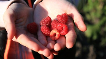 Megkérdeztük az olvasóinkat: mi nőtt a nagyszülők kertjében, amit ma már hiányolnak?