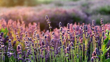 Növények, amelyek jobban bírják a klímaváltozást, mint mi