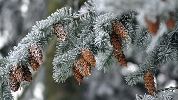 Téli kert illatokkal – amikor a hidegben szólalnak meg a növények