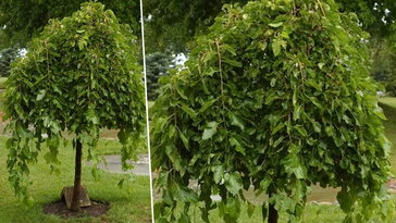 Csüngő eperfa – a kert mesebeli fája, ami nyáron árnyékot, ősszel ízeket ad