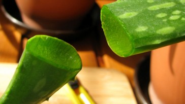 Aloe vera otthoni nevelése és gondozása