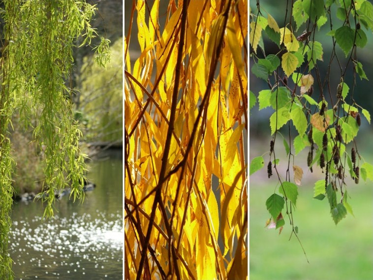 Csüngő koronájú fák: kis kertekbe és nagy területekre