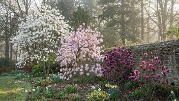 Amikor a magnólia belép a kertbe – és minden más statisztává válik