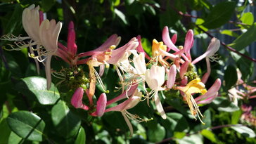 Loncok a kertben – illat, futás és karakter egyetlen nemzetségben