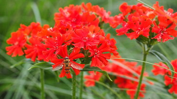 Égőszerelem – a kert lángoló vörös szívdobbanása