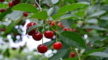Meggy a házikertben – hálás fa, ha értjük a természetét