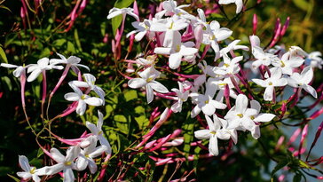 Sokvirágú jázmin – a tavasz illatos hírnöke, aki már télen készül a csodára