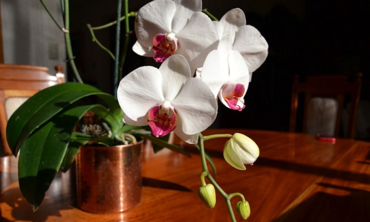 Ezeken ne spórolj: az orchidea gondozásának 5 aranyszabálya