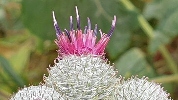 Pókhálós bojtorján, a világ első tépőzára