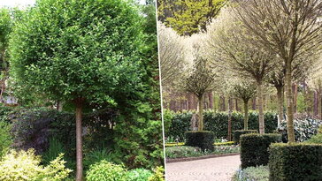 Csepleszmeggy és gömbmeggy – két különböző karakter, egy közös történet