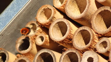 A rovarhotel, ami túl jól működik – miért lepődnek meg rajta a kertészek?