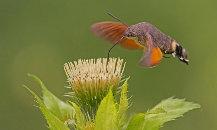 Mit csinál a kis kolibri a virágágyásban?