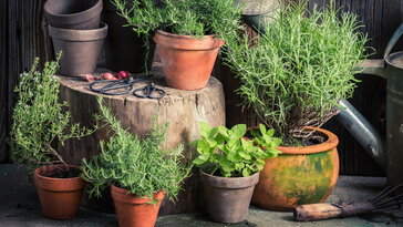 Fűszerkert a konyhaablakban: friss ízek karnyújtásnyira