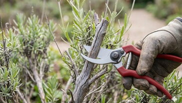Levágod tövig a levendulát? – Amit a mély, fás részig történő visszametszés valóban okoz
