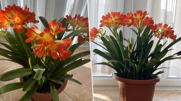 Kis munka, nagy öröm: hálás növény a klívia