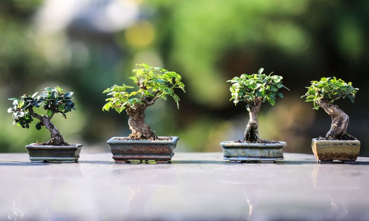 A 3 leggyakoribb hiba, amit a bonsai öntözésénél elkövethetünk
