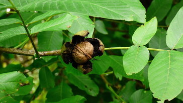 Miért nem terem a diófád? – A 7 leggyakoribb ok, és melyik lehet igaz a te kertedben?