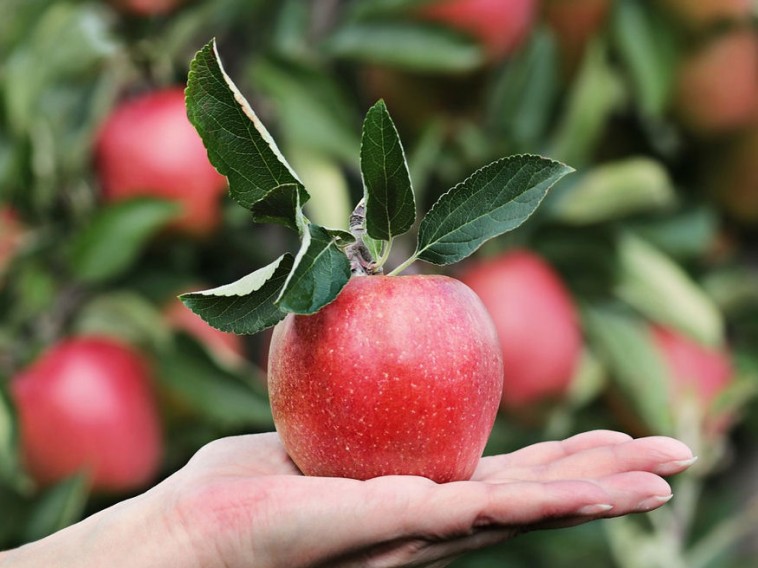 Almatárolás, avagy mennyi ideig tartható el az alma?