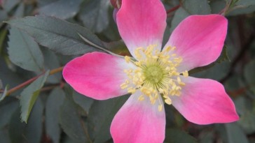 Vöröslevelű rózsa: levele és gyümölcse is értéke