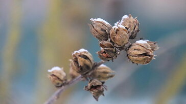 Hol vannak télen a levéltetvek?