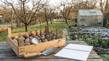 Korai burgonyázás február végén – türelmetlen kertészek kézikönyve