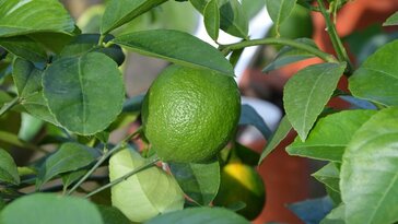 A citromfák helyes metszése: egy kicsit segítsünk a természetnek