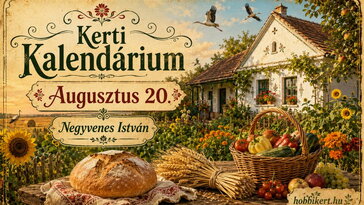 Augusztus 20. Negyvenes István: új kenyér, gólyaindulás és negyven napnyi időjóslás
