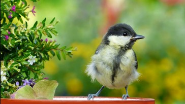 Így segítsünk a kert madarainak túlélni a hőséget