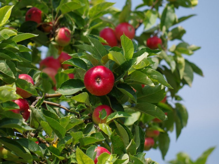 Hogyan metsszük az alma- és a körtefát nyáron?