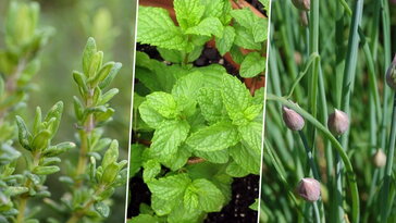 Nem a konyhaablak mumusai: 3 fűszernövény, ami tényleg kezdőbarát