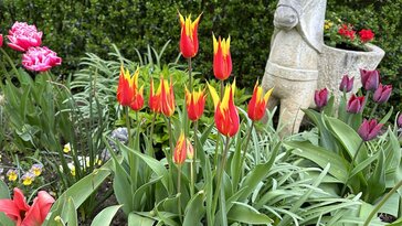 Márciusban trágyázzuk a tulipánokat