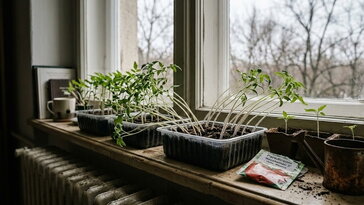 Korai vetések kockázatai – mikor lesz „megnyúlt palánta” a lelkesedésből?