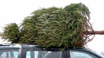 7 alapszabály a karácsonyfa megvásárlásához