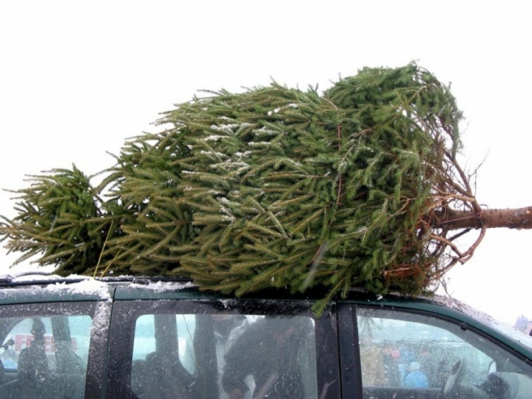 7 alapszabály a karácsonyfa megvásárlásához
