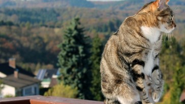 Macska a balkonkertben - 3 fenyegető veszély