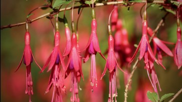 A télálló fuksziákat visszavágás nélkül teleltessük