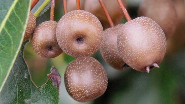 Díszkörték – az elegáns városi fák, amik tavasszal hófehérbe, ősszel lángba borítják a kertet