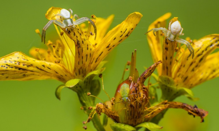 Egy ravasz, színváltós vadász a kertben: a viráglakó karolópók