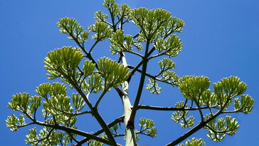 A virág, amely csak egyszer nyílik életében – és azt érdemes is megvárni