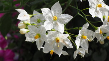 Csüngő jázmin – a mediterrán báj, ami sosem fárad el a virágzásban