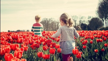 Minden fontos infó a tulipán kerti neveléséről