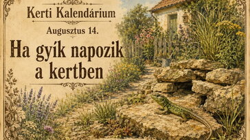 Augusztus 14. Ha gyík napozik a kertben, ne zavard el - inkább örülj neki