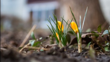 Ha nem fagyos az idő: kerti munkák, amelyeknek már február második felében nekiláthatsz